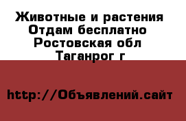 Животные и растения Отдам бесплатно. Ростовская обл.,Таганрог г.